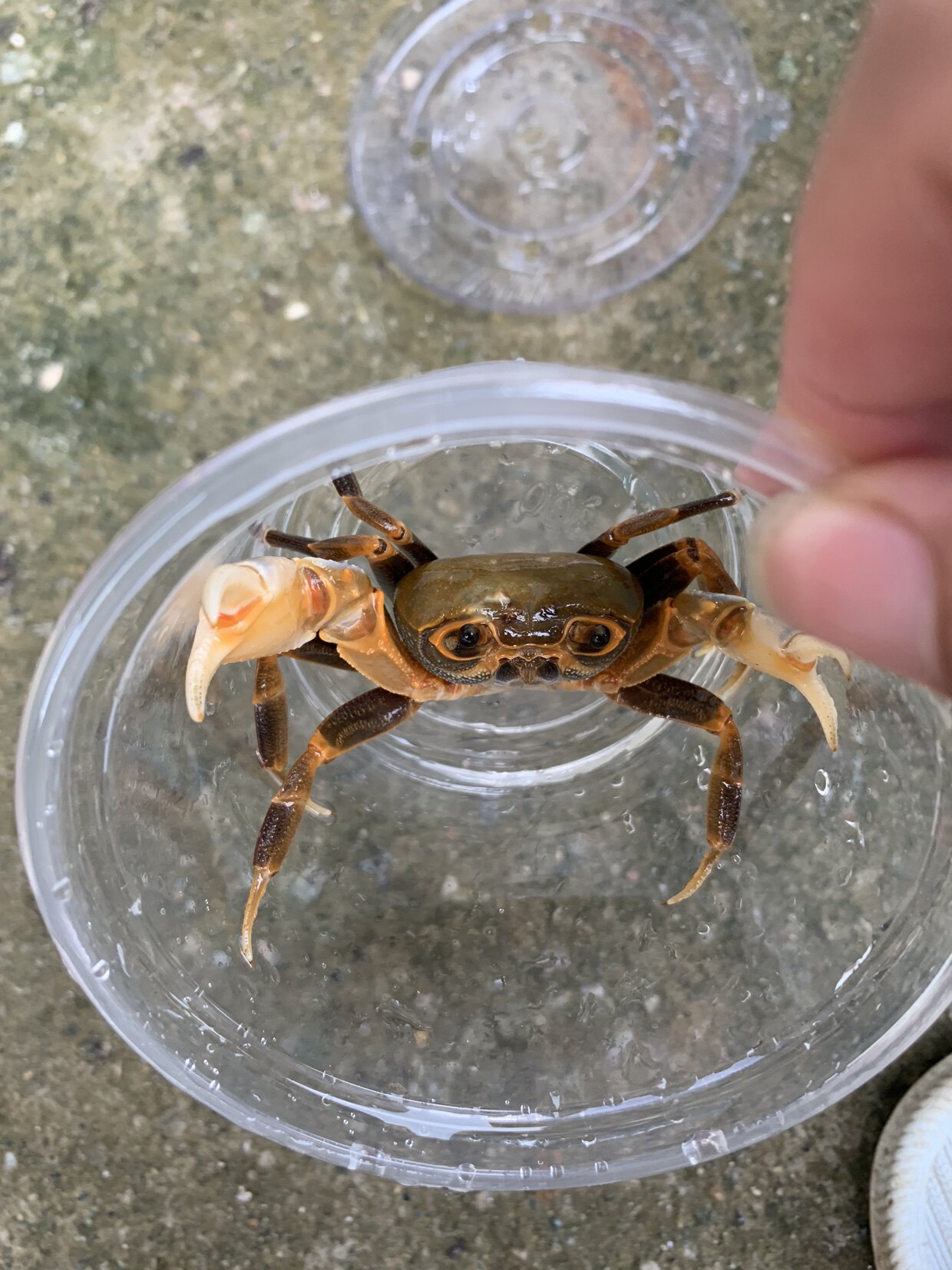 原生态小型相守蟹溪淡水河蟹溪蟹迷你观赏蟹好蟹