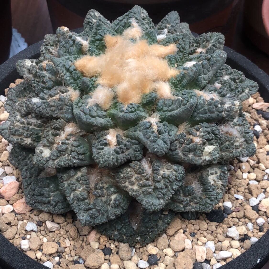 牡丹妍远仙园哥斯拉实生进口稀有品种精品仙人多肉植物