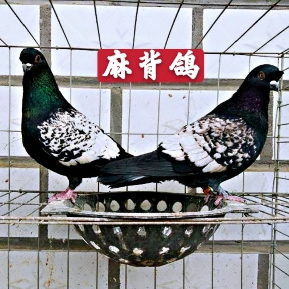 成年活好邮包鸽包年幼青年种鸽一对麻背公母鸟