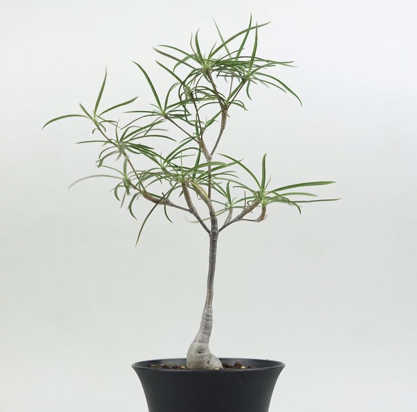 植物柳叶麒麟珍奇块根盆栽栽花卉好养多老桩多肉植物