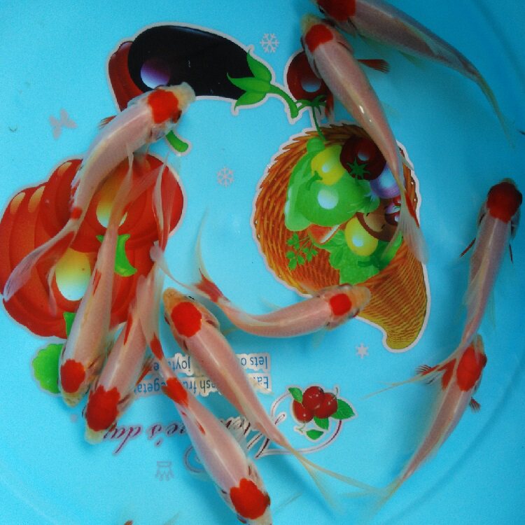 聚金观赏鱼 冷水淡水小型金鱼活体好养耐活红草鲤包邮练手饲料鱼