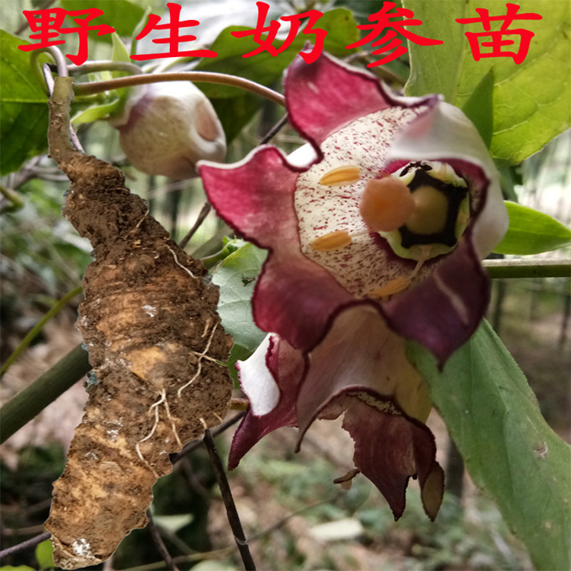 奶参野生四叶发奶种苗羊乳参苗深山海螺中草药山绿植