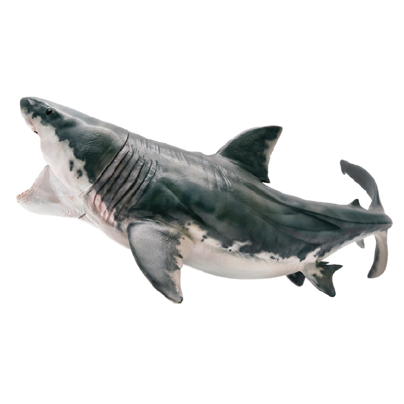 pnso肿头动物鲨鱼龙鲨鱼龙角龙恐龙小盗栉龙鲨副仿真