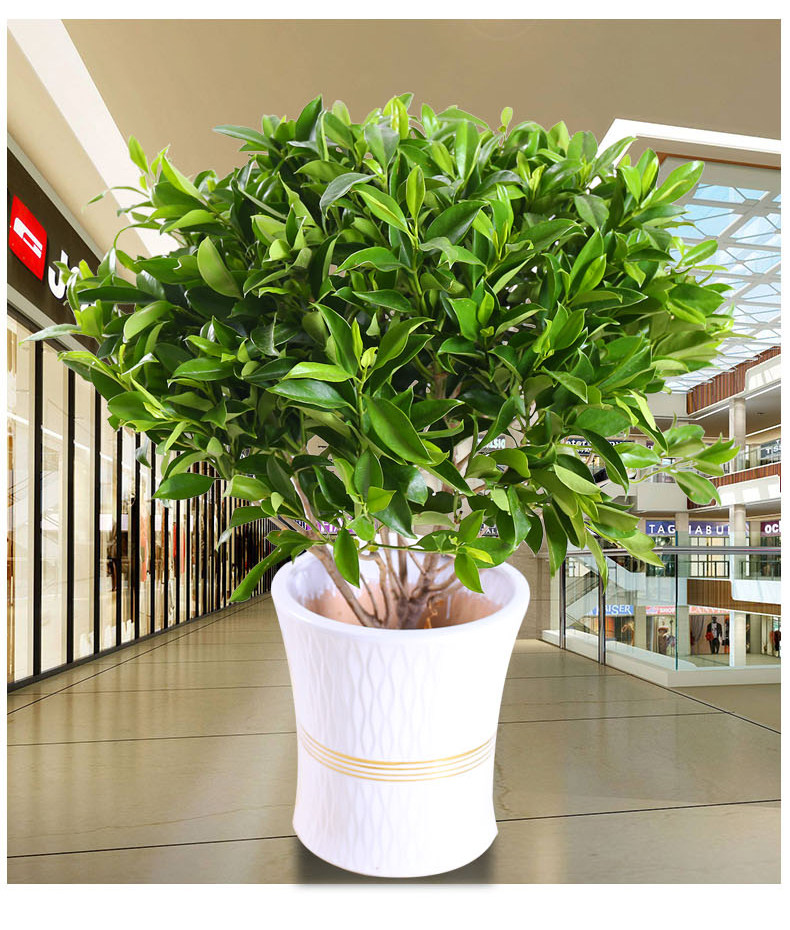 客厅办公室高档盆栽花卉非洲茉莉花绿色植物盆景四季常青净化空气