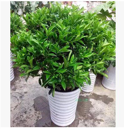客厅办公室高档盆栽花卉非洲茉莉花绿色植物盆景四季大型绿植