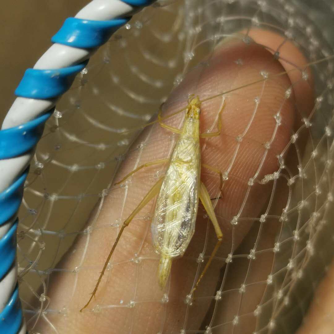 竹蛉活体柬埔寨个头头大鸣虫子易开叫包风险包邮特色爬宠