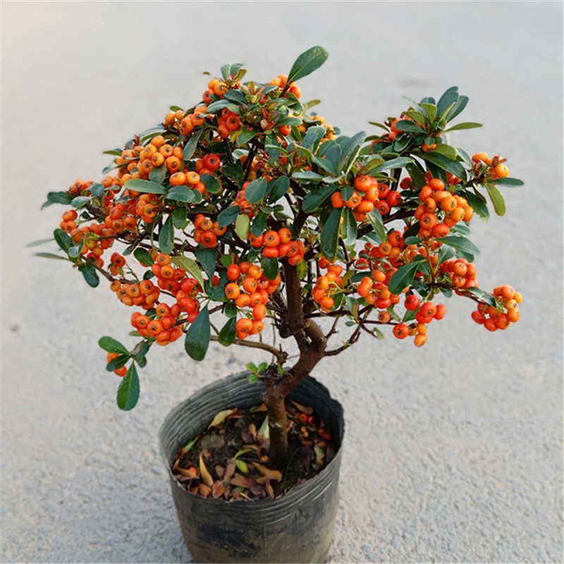 火棘沙棘盆景盆栽树桩盆景绿植观花观果植物阳台客厅