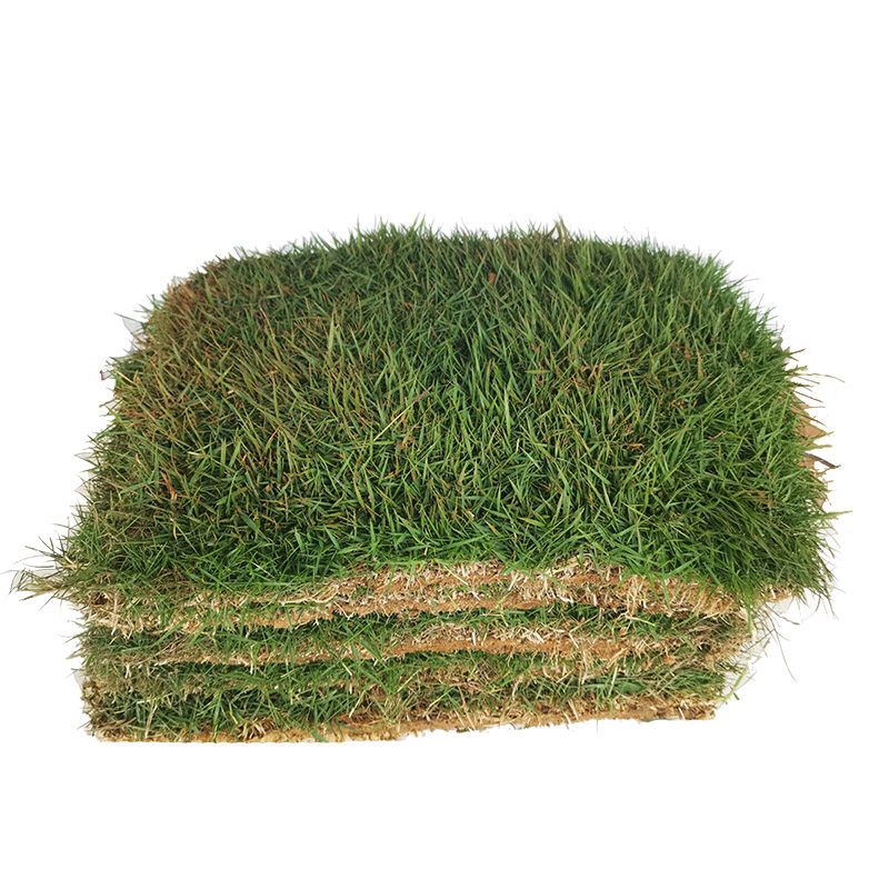 带泥土草坪真草皮马尼拉四季常青果草剪股颖别墅庭院园林绿化护坡