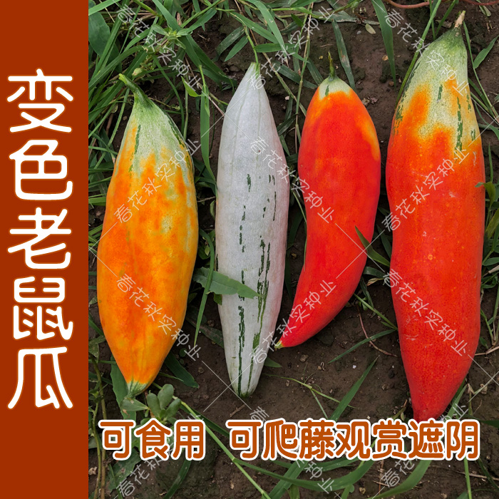 变色老鼠种子春夏夏秋四季播蔬菜籽爬藤瓜果家庭园艺种子
