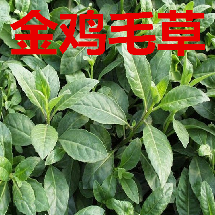 明月草金鸡毛草苗干叶鲜叶神奇救命白子菜鸡绿植