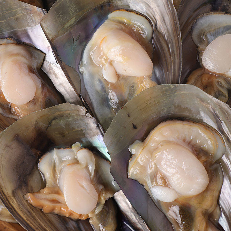大连海鲜大号带子鲜活烧烤绿贝江瑶贝大个水产扇贝