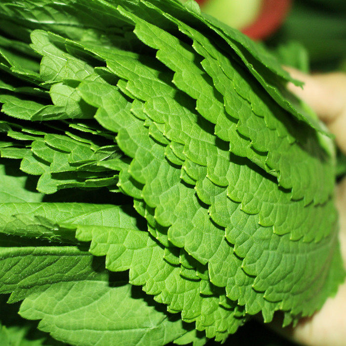 仅限北京闪送4050片新鲜紫苏叶苏子叶子叶日本料理寿司其它