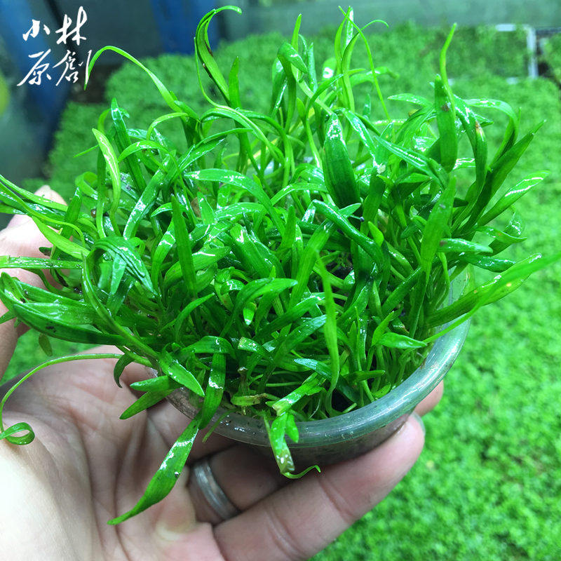 鱼缸造景活体水草珍珠新爬地大珍珠天湖水族箱装饰水草