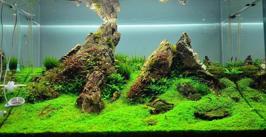鱼缸造景活体水草珍珠新爬地大珍珠天湖水族箱装饰水草