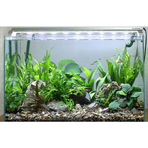 鱼缸淡水新手入门真水水草组合套餐造景水族箱装饰水草