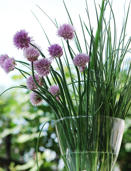 虾夷葱瑕夷葱西洋细葱chives小葱德国细香葱香草苗烹饪鲜叶盆栽