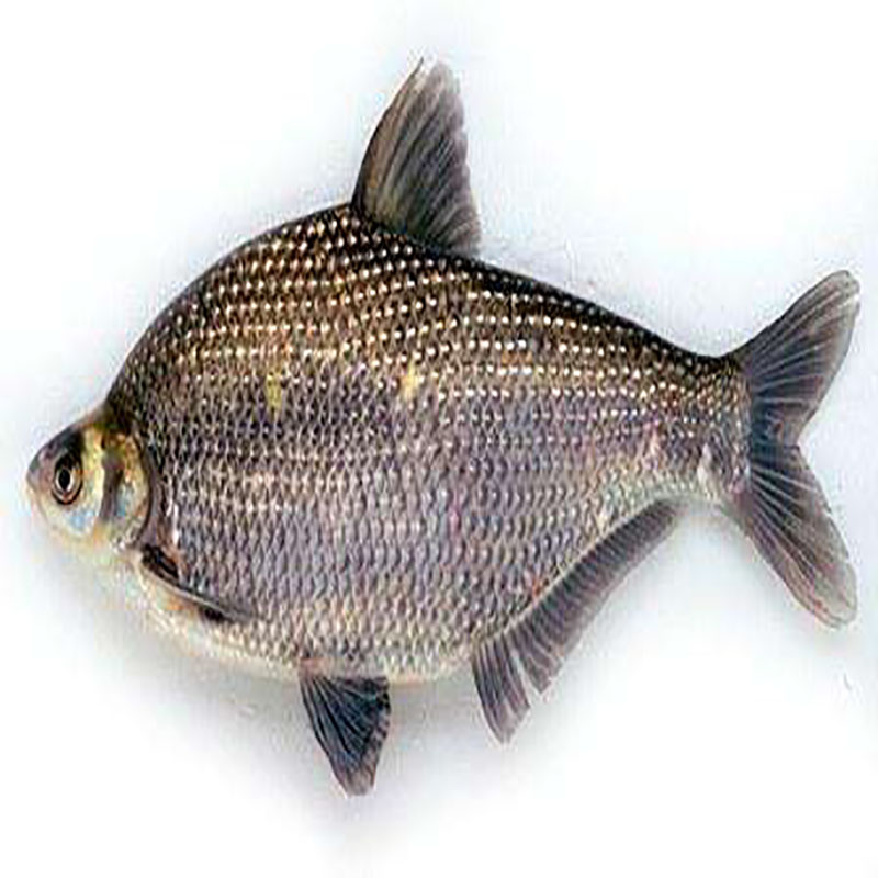 鱼苗武昌34cm46cm鳊鱼扁鱼团头鲂淡水养殖重庆永川鱼