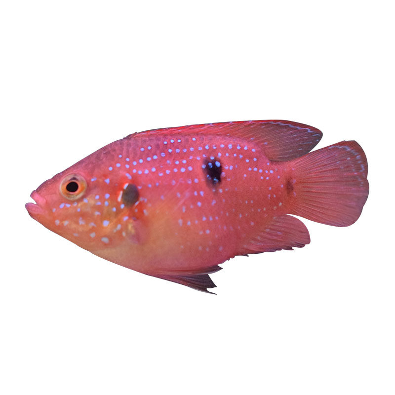 红宝石鱼血钻鱼非洲三湖慈鲷热带鱼淡水鱼观赏鱼水族鱼
