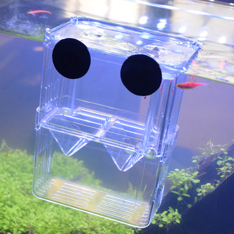 繁殖孔雀水族箱孵化双层孵化器幼鱼亚克力斗鱼鱼苗其它水族用具设备