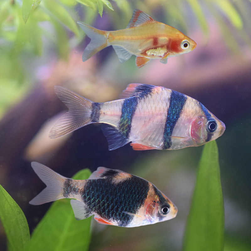 虎皮灯科好养群游四间鱼黄活鱼小型热带鱼观赏鱼鱼