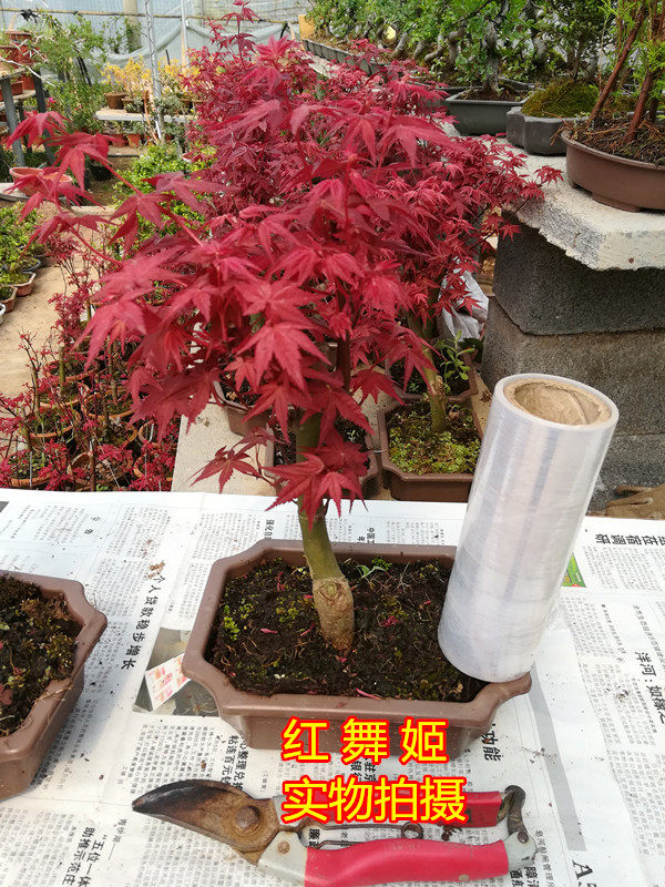 原生日本红枫 红舞姬盆景一本多杆素材苗