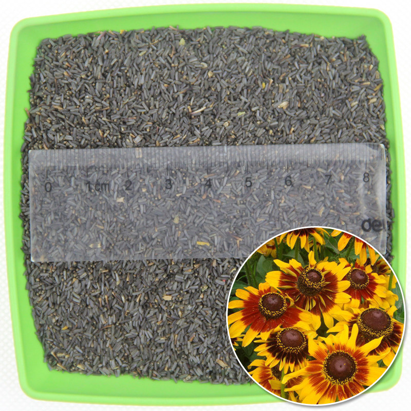 黑心菊种子黑眼菊宿根多年生黄色菊花园林绿化花海景观花卉易活播