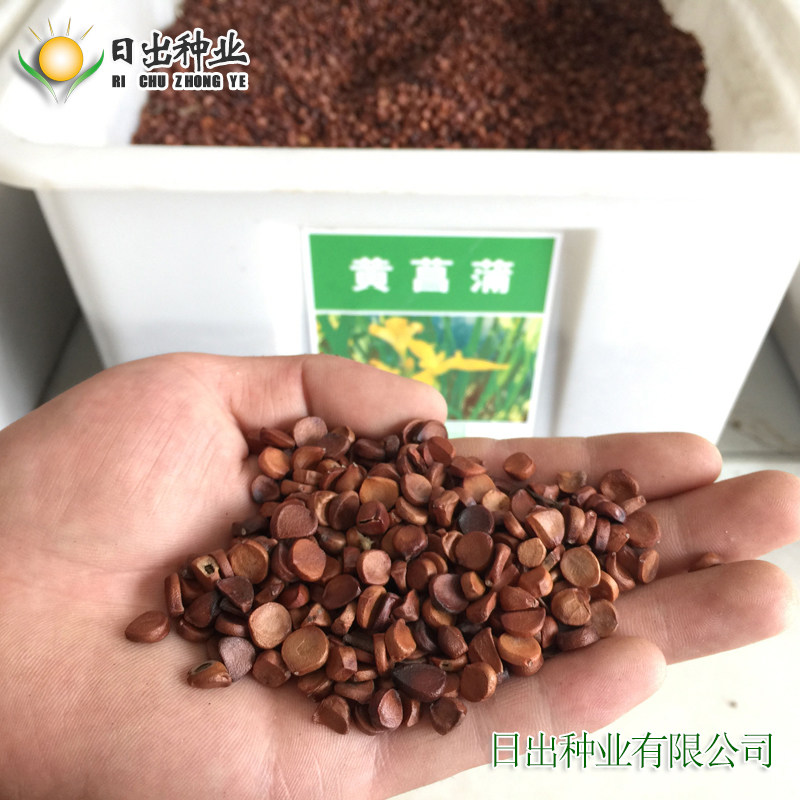 花卉黄菖蒲菖蒲种子黄花鸢尾多年生水生水陆两栖家庭园艺种子