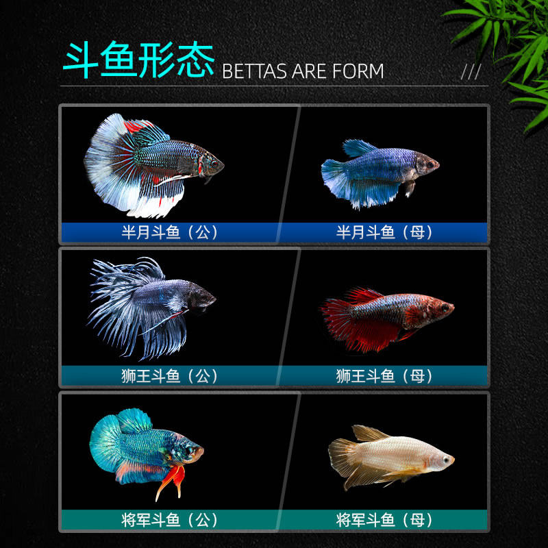 泰国斗鱼好养耐活小型观赏观赏鱼鱼苗活鱼中国鱼