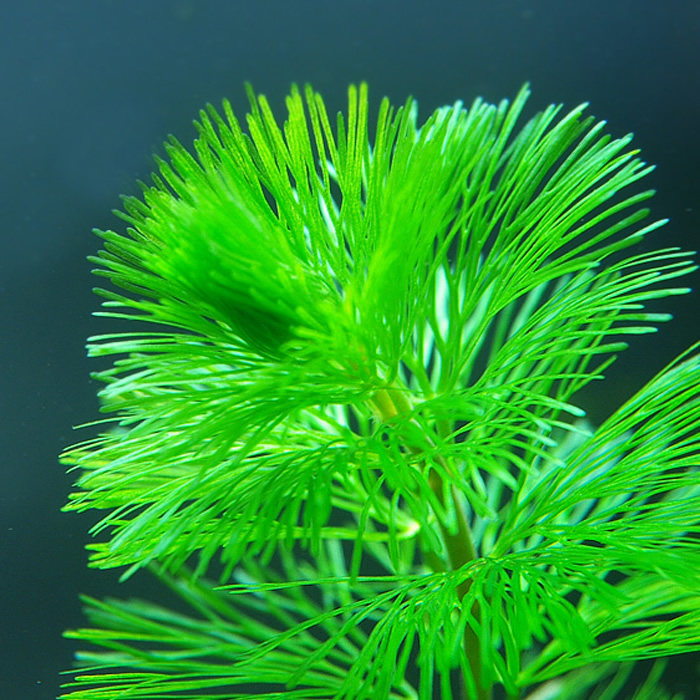 松尾绿菊花 鱼缸中后景水草造景