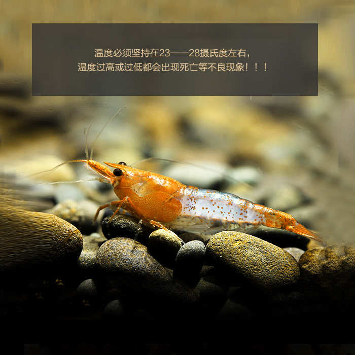 观赏水晶虾活体 红琉璃虾黄琉璃基因橙琉璃虾 工具虾清洁除藻米虾