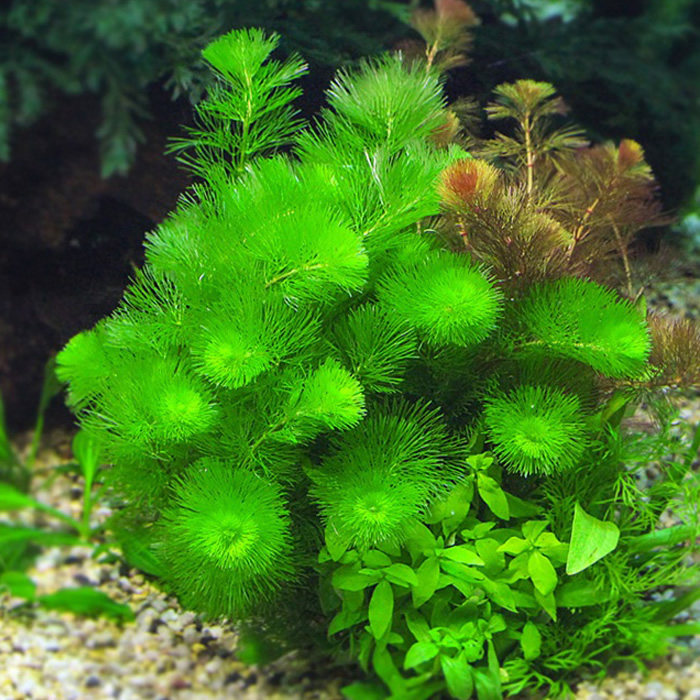 松尾绿菊花 鱼缸中后景水草造景