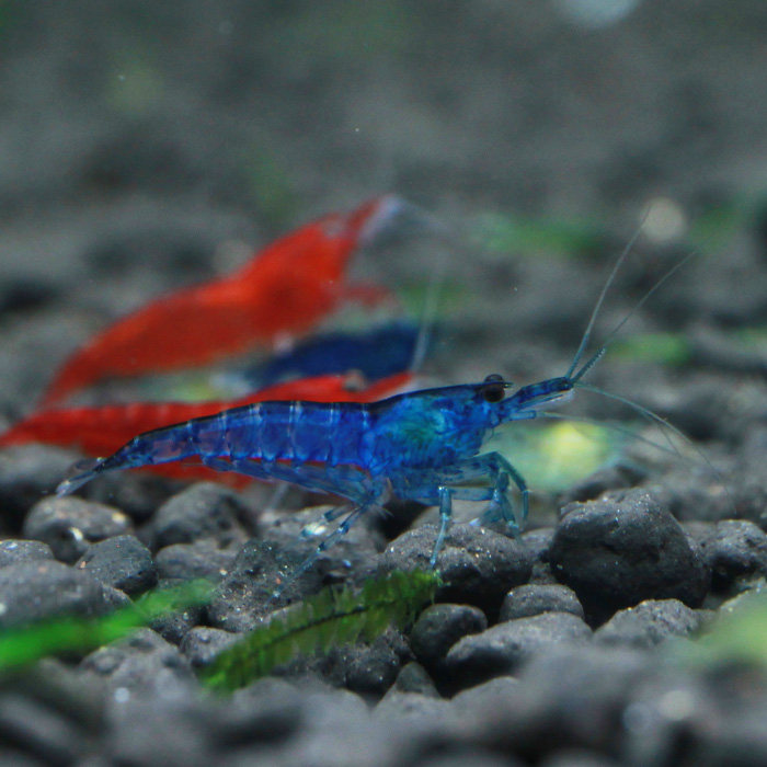 蓝宝石活体观赏虾蓝丝绒升级水晶藻虾混养满额虾