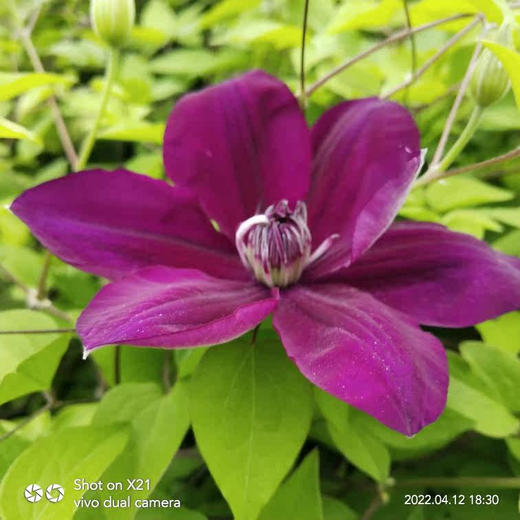 令荒豫园苗圃铁线莲新品营养钵苗绿植花卉爬藤时令草本花卉