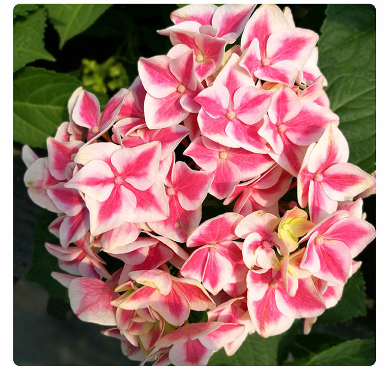 durose精灵大花绣球花苗八仙仙花盆栽阳台时令草本花卉