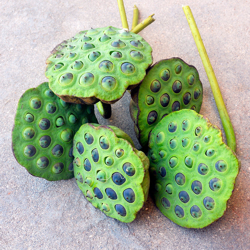 成熟老莲米良哥推荐自家种植纯天然新鲜莲子煲汤新鲜莲蓬