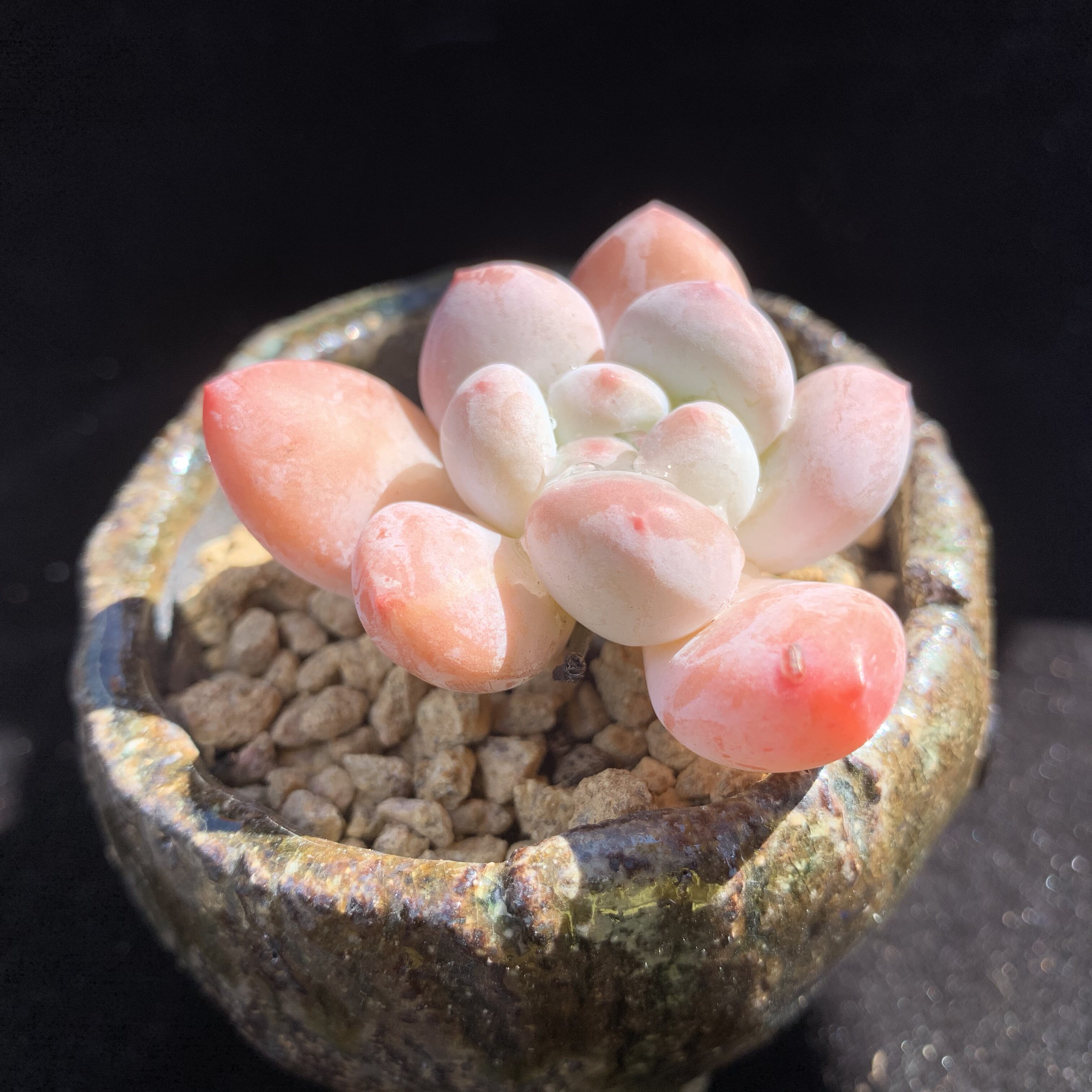 香水多肉精选一物一拍叶植庭多肉云南昆明k