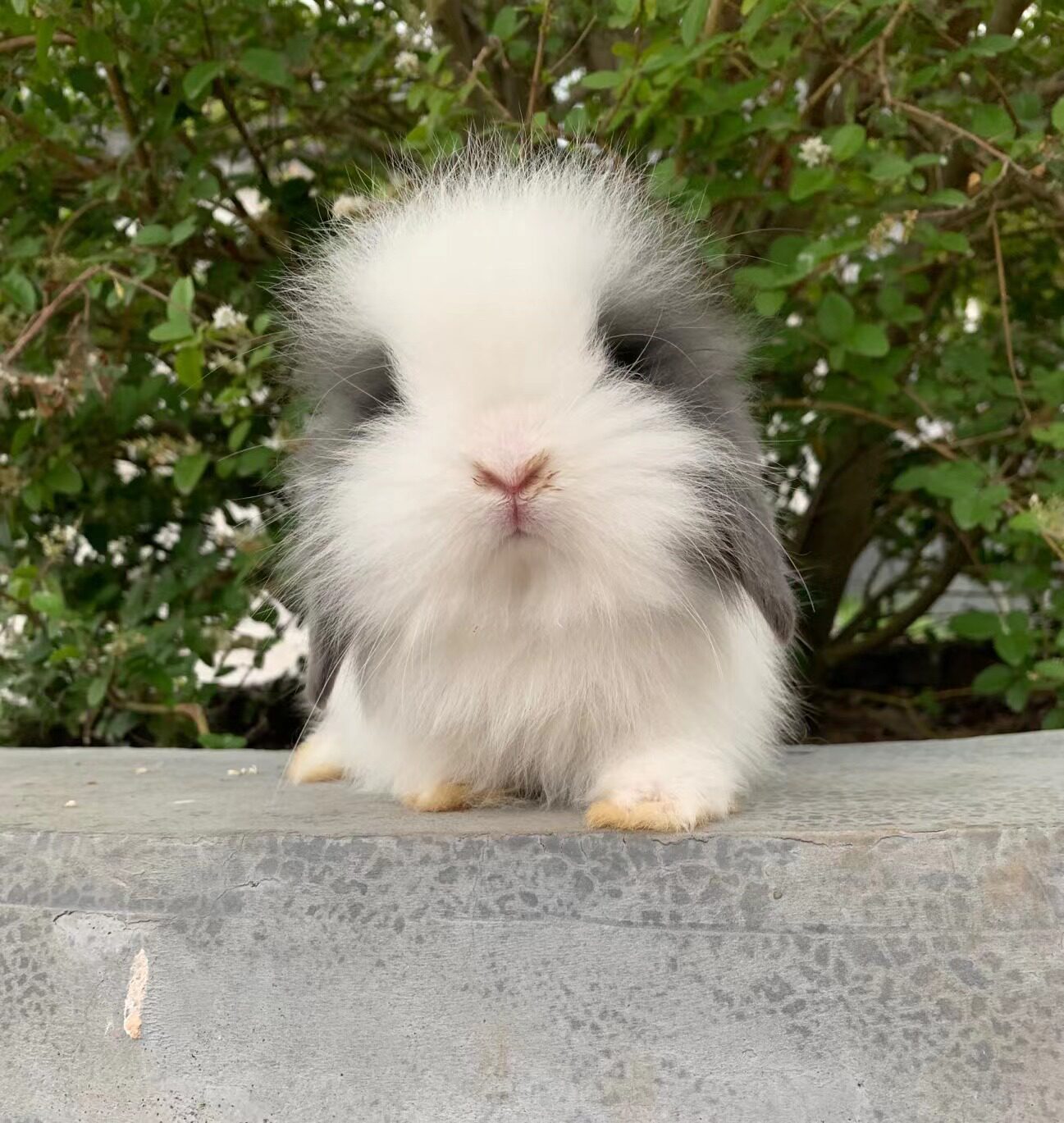 纯种包子灰白道奇垂耳兔活体迷你宠物咬人儿童兔