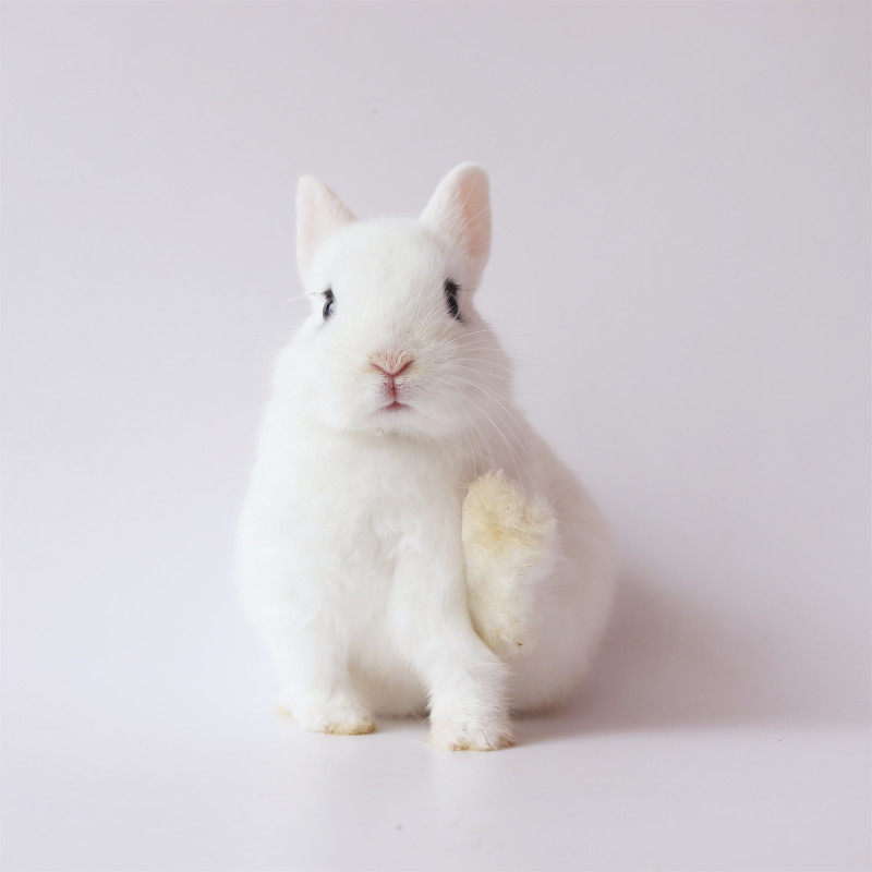 荷兰海棠眼线侏儒兔子活体小型迷你茶杯兔长兔