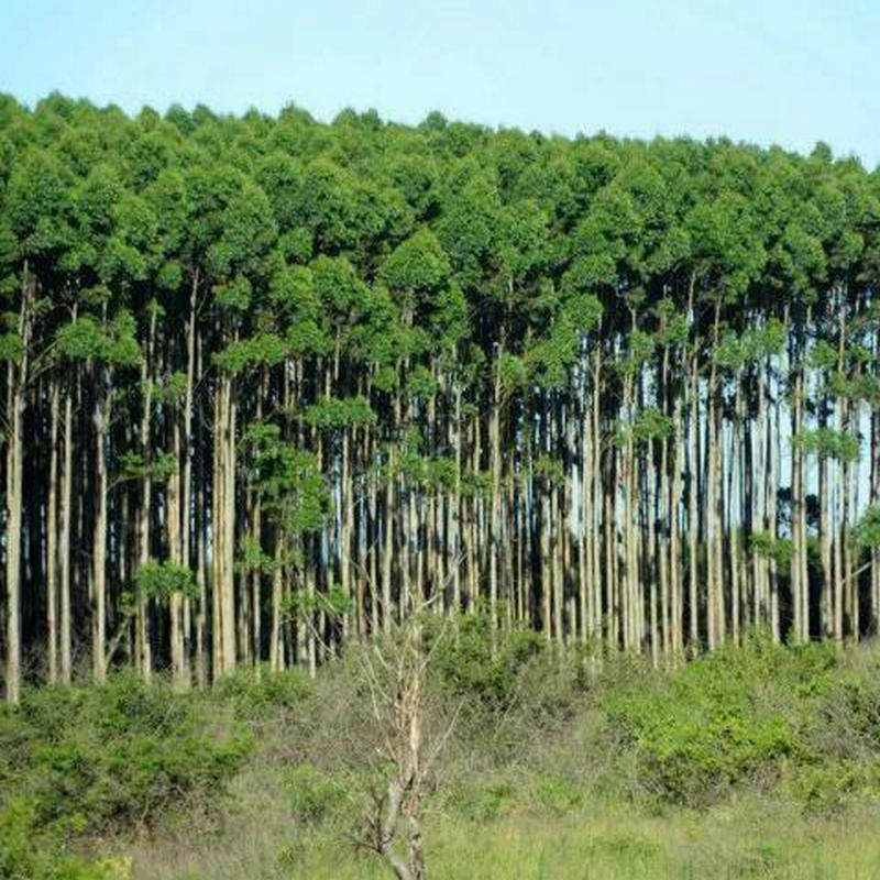 桉树26号种子尾叶巨桉蓝桉杏仁桉澳大利亚大家庭园艺种子