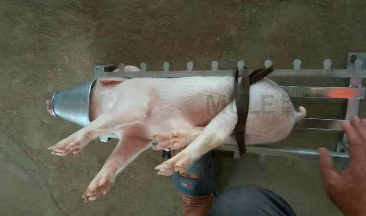 阉割仔猪母猪不锈钢小猪去势器阉猪器阉猪台养猪畜牧