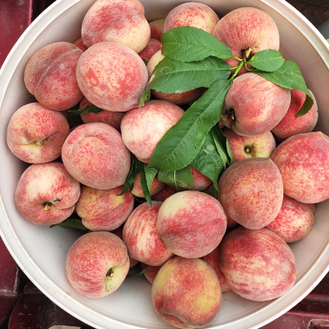 南阳鲜桃正宗朱砂红桃子红心桃脆甜多汁水蜜桃血桃现摘现发当季