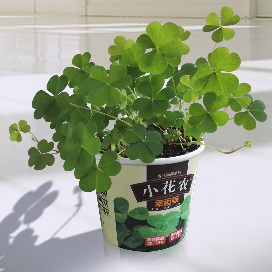 小花农盆栽办公室桌面迷你植物diy室内绿植创意创意迷你植物