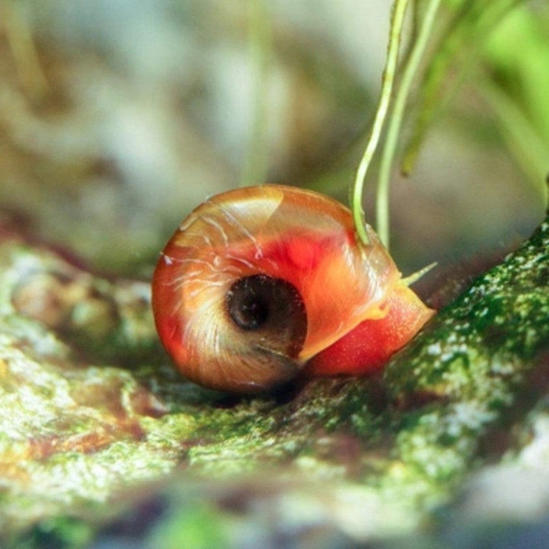 红苹果水草清洁斗鱼鱼缸清理观赏活体宠物小蜗牛螺