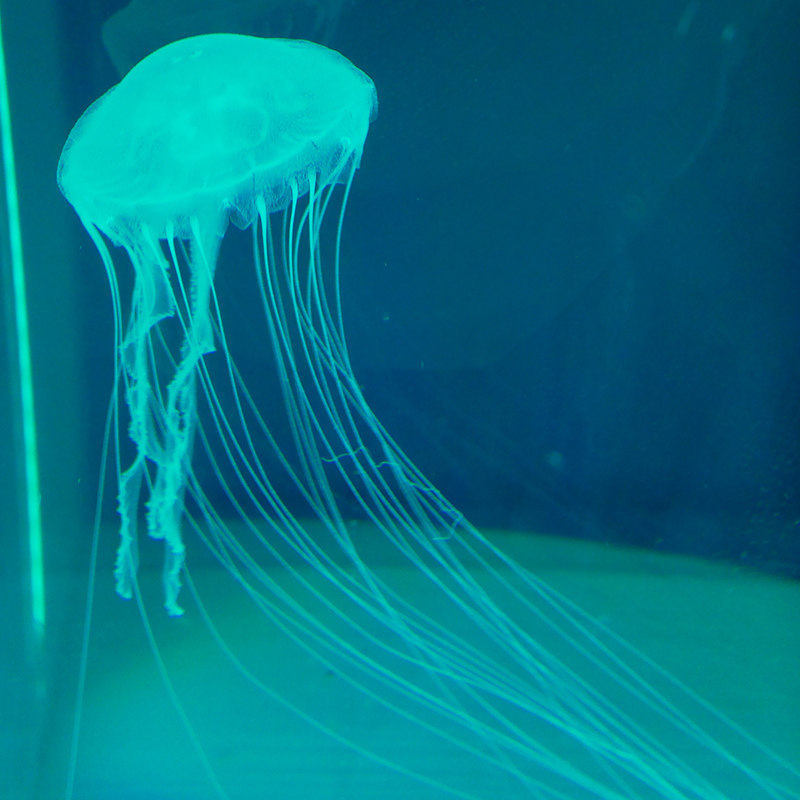 倒立水母活体安朵仙水母朝天仙后小水母宠物梦幻车轮水母活体宠物