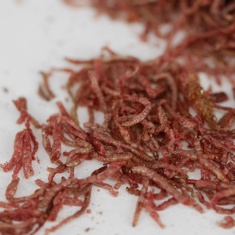 神阳红虫干赤虫干斗鱼鱼粮饲料热带鱼小型鱼粮鱼食冻干红虫血虫干