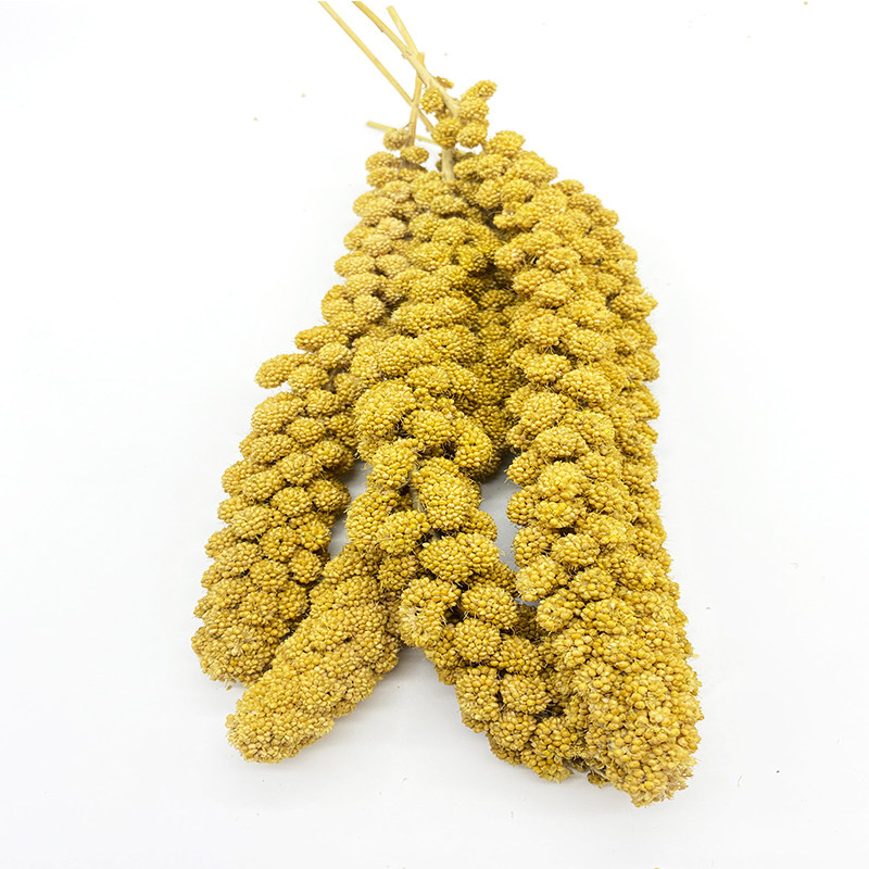 小型鹦鹉鸟类零食黄色小米穗/天然谷穗/鸟食/鸟零食(500g)特大