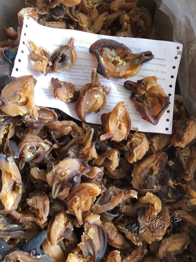 28头左右响螺500g响螺头干货海螺肉即食香螺干海螺