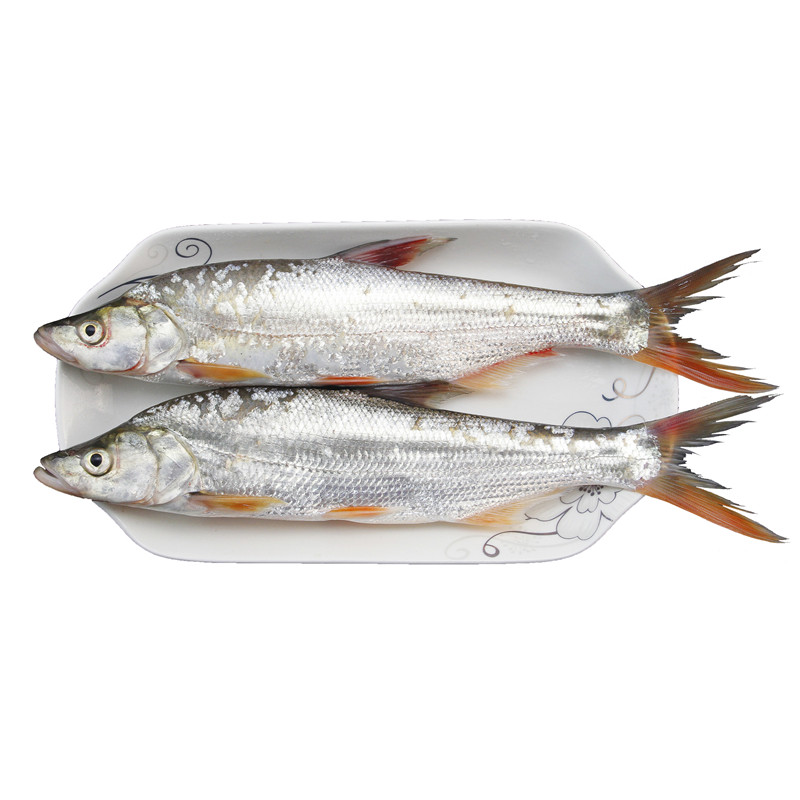 千岛湖野生红尾鱼红尾鲌红珠鱼500g淡水鱼类