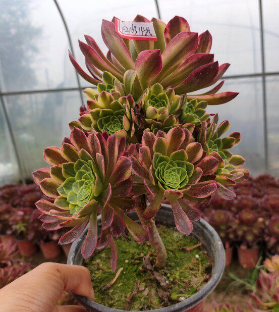 真仙园 法师类 贵货法师三仙嘉年华老桩 多肉植物 多肉一物一拍