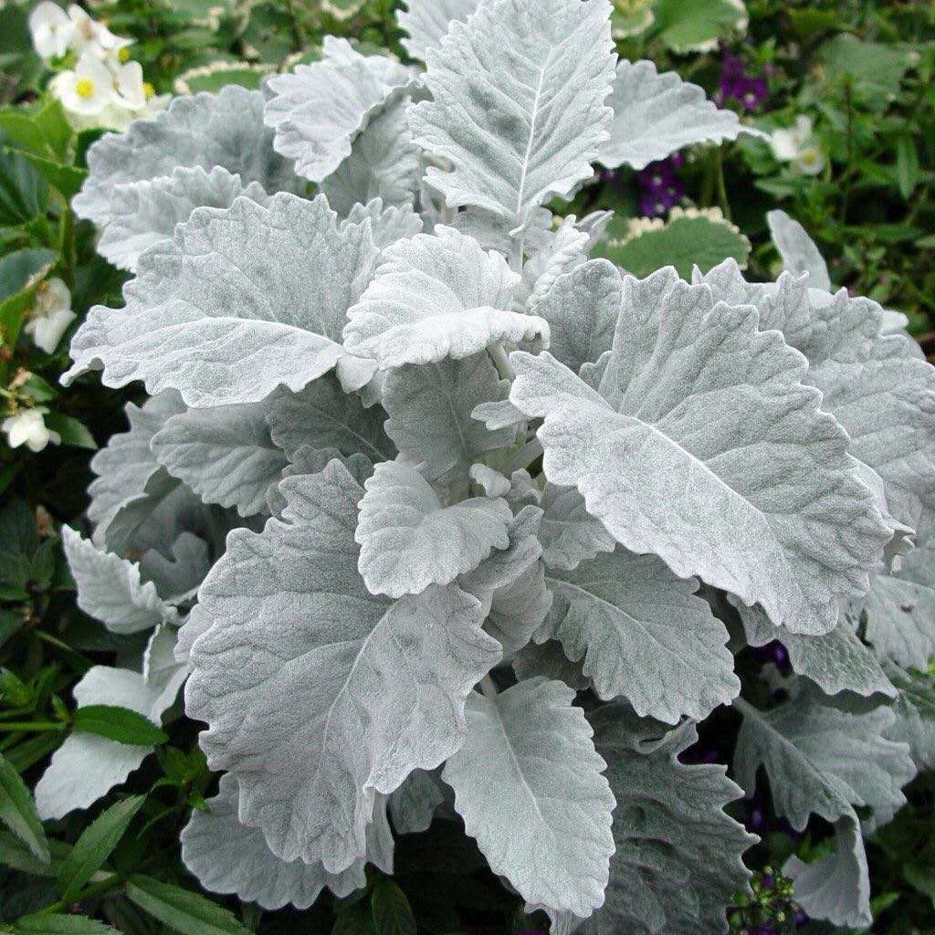 叶菊雪叶阳台叶花草美化观绿化花园易种庭院植物花卉